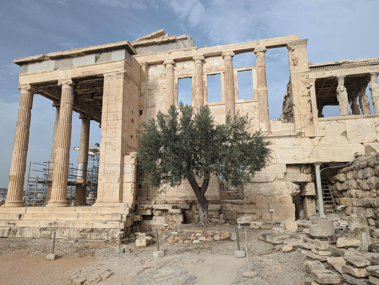 Olivenbaum vor dem Pandroseion auf der Akropolis in Athen der in Erinnerung an den Gründungsmythos neu geplanzt wurde